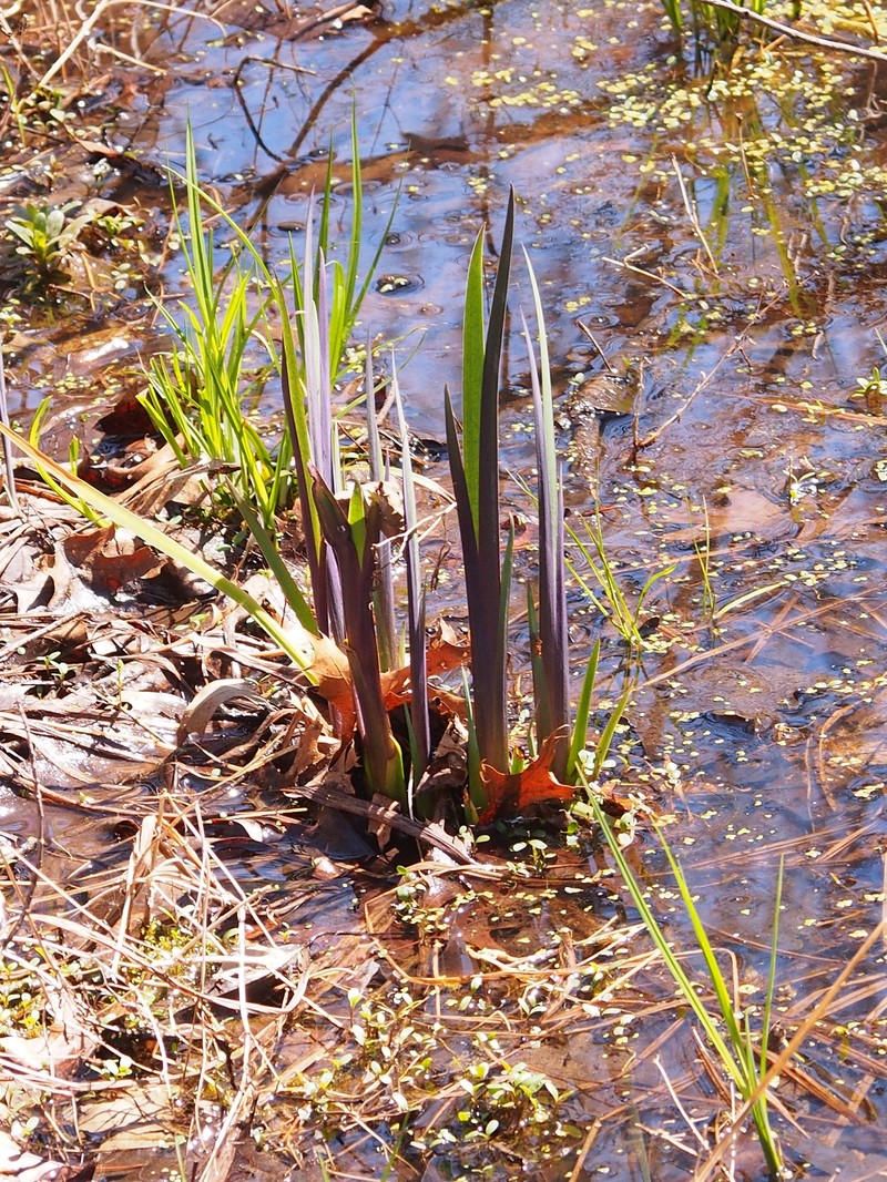 Iris photo 2