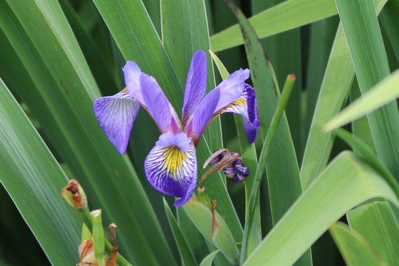 Iris photo 3