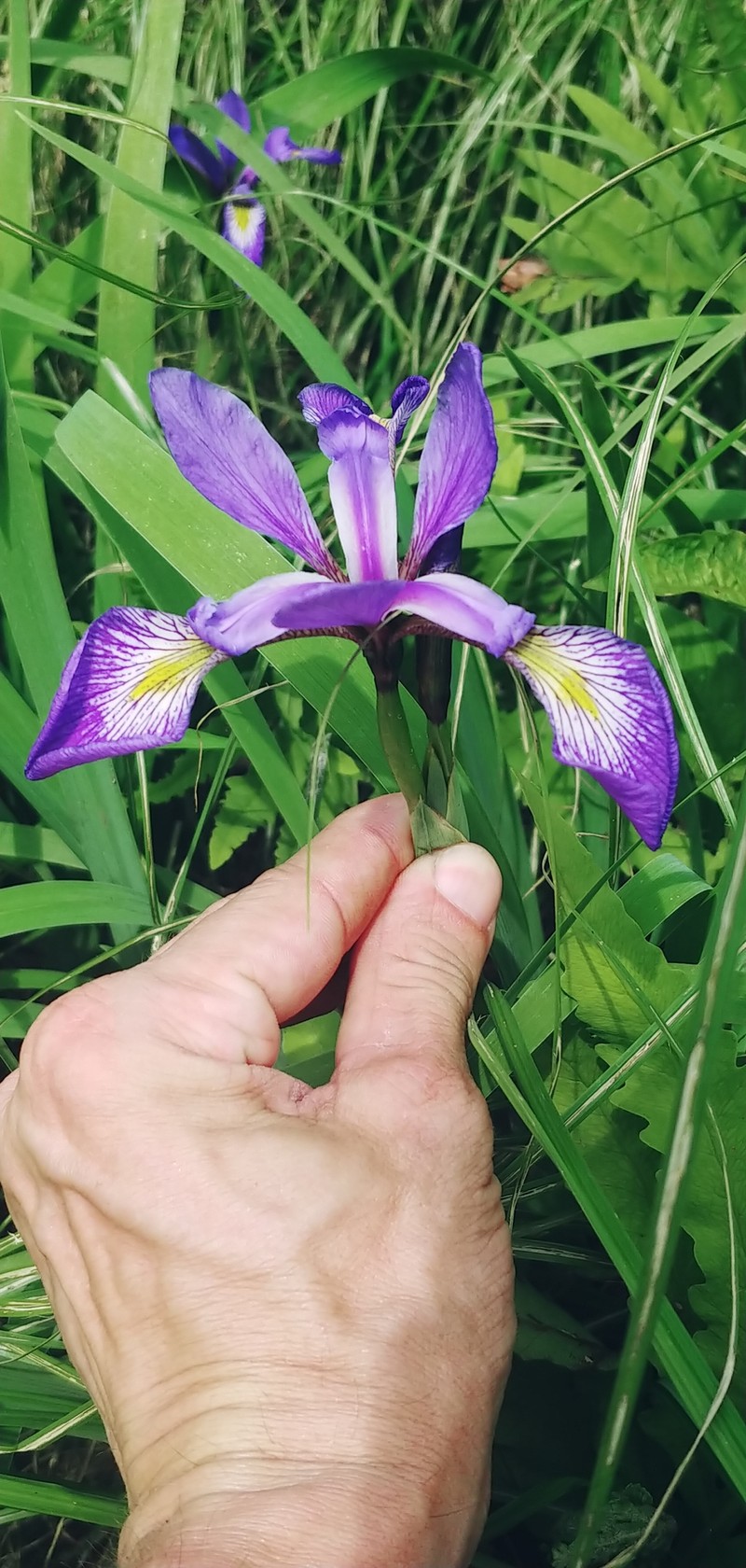 Iris photo 4