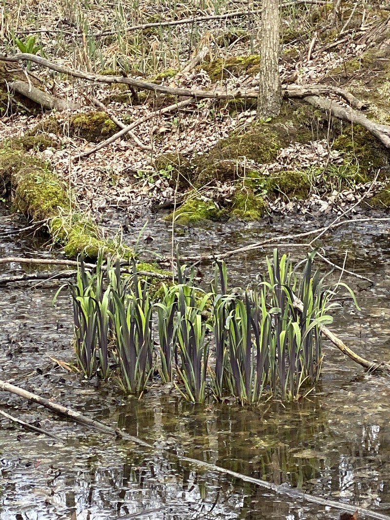 Iris photo 5