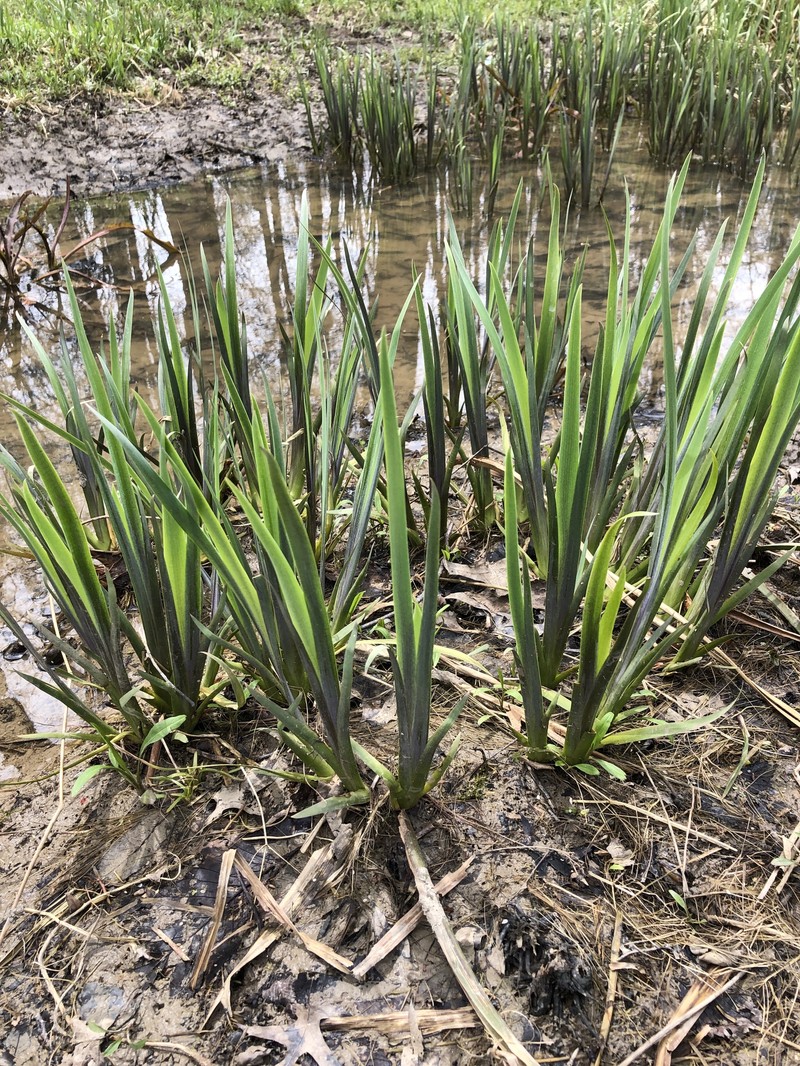Iris photo 6