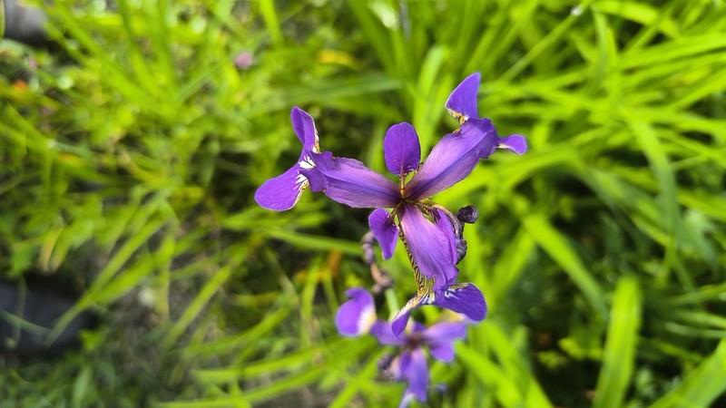 Iris × setosothungbergii