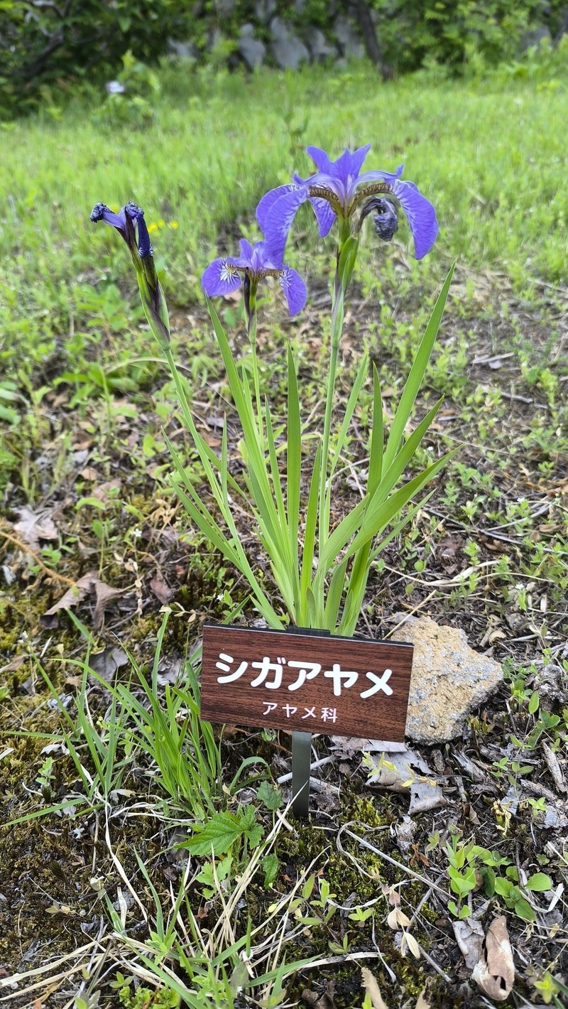Iris × setosothungbergii photo 2