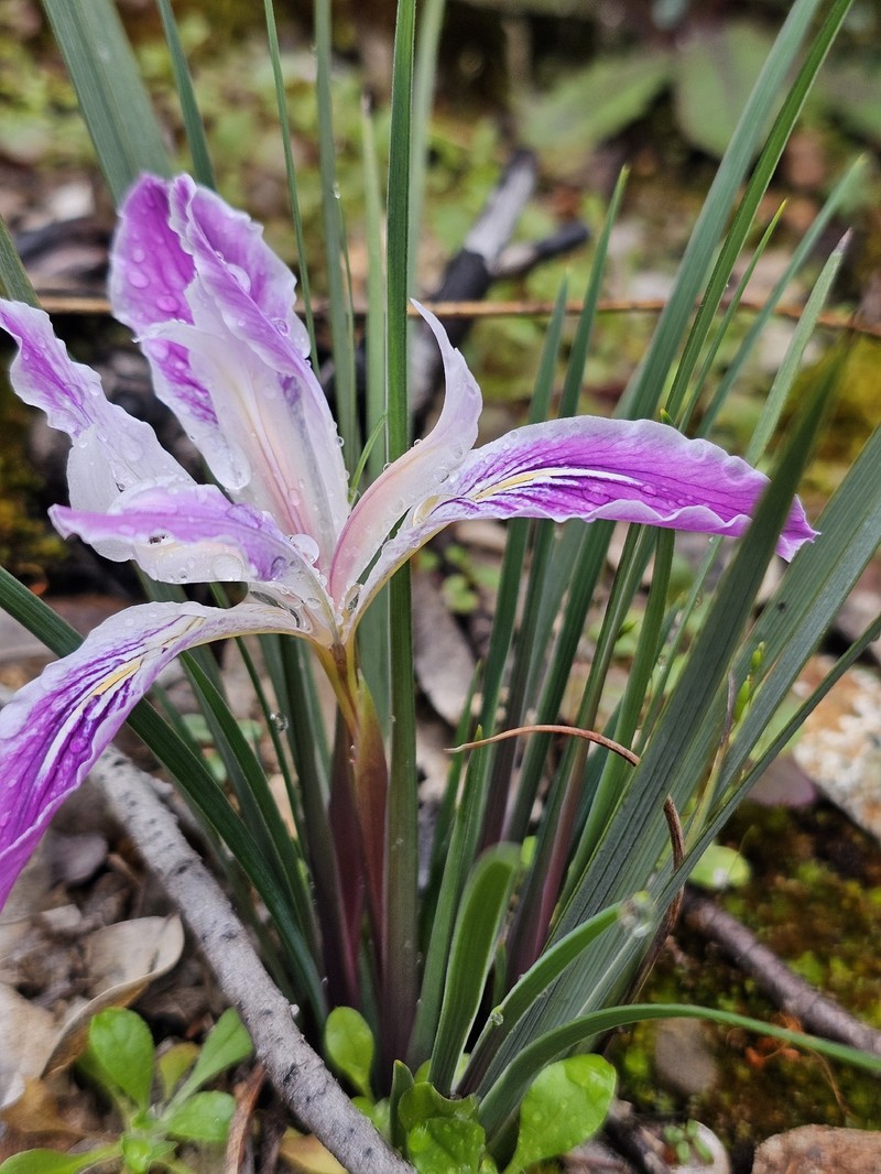 Thompson's Iris