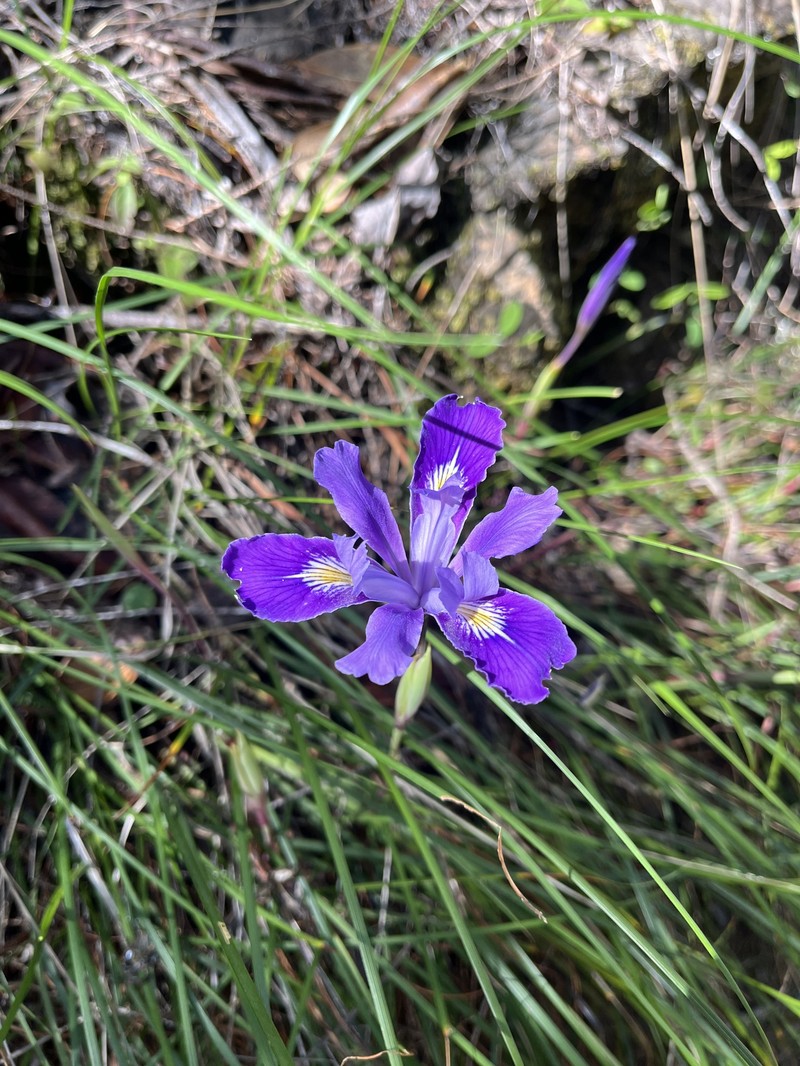 Thompson's Iris photo 2