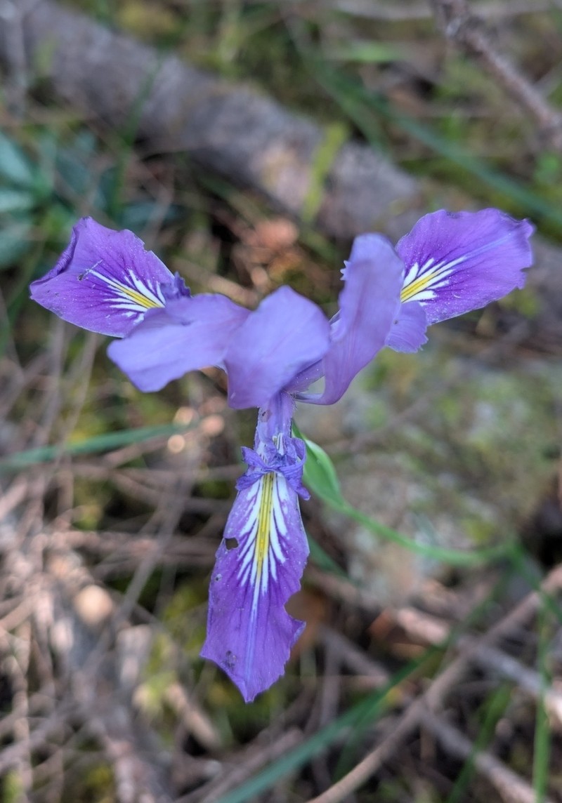 Thompson's Iris photo 3