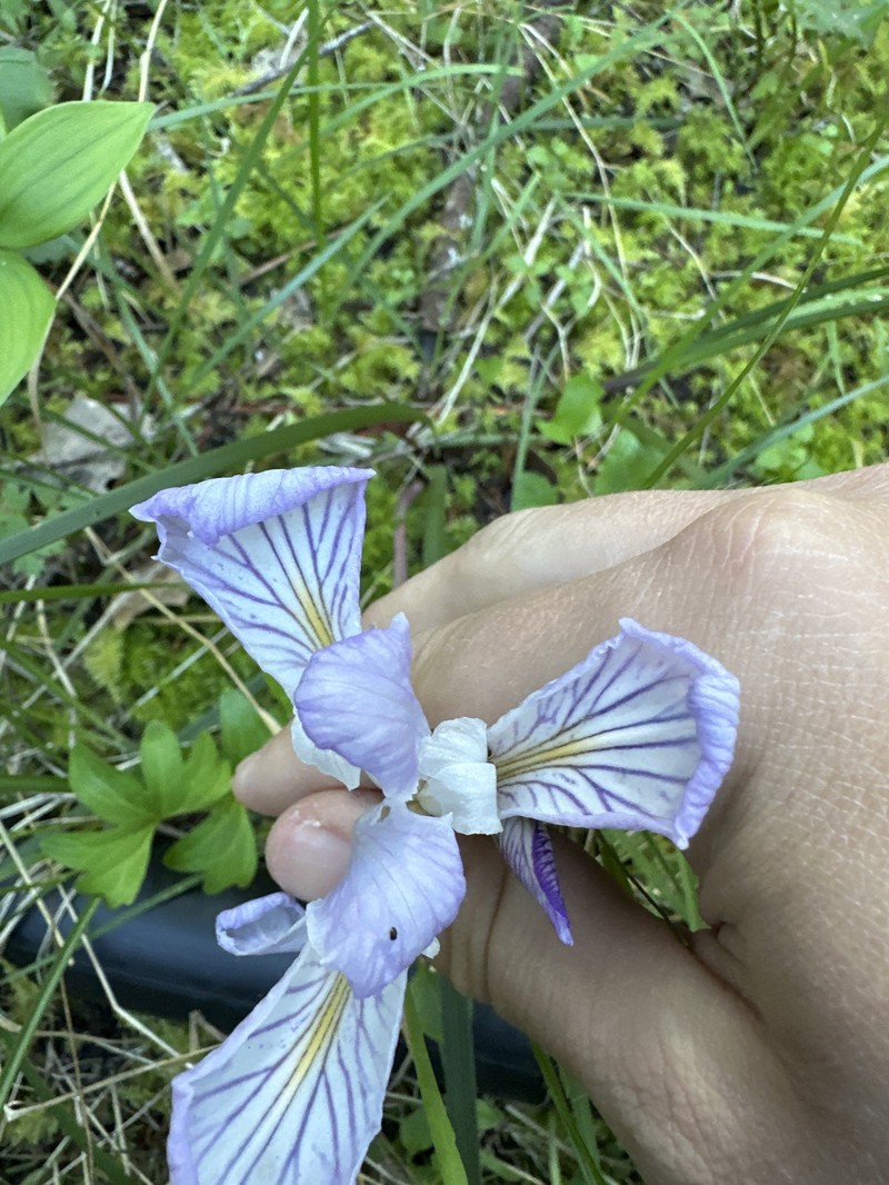 Thompson's Iris photo 4