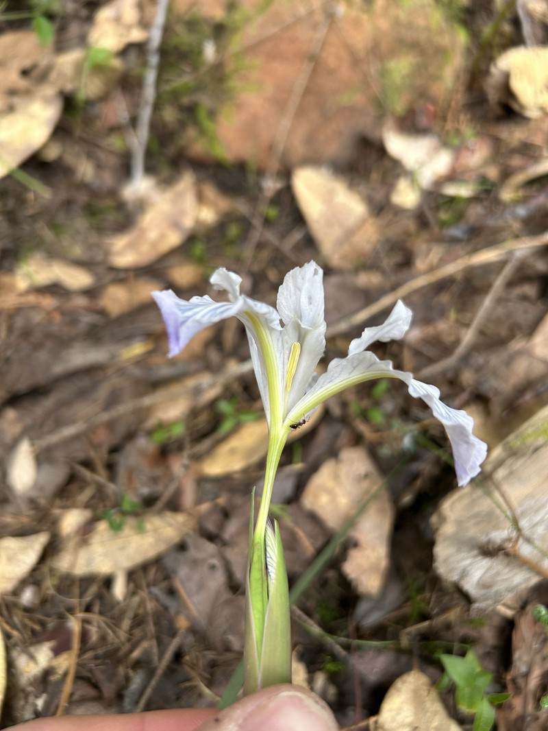 Thompson's Iris photo 5