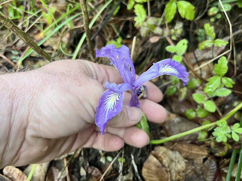 Thompson's Iris photo 6