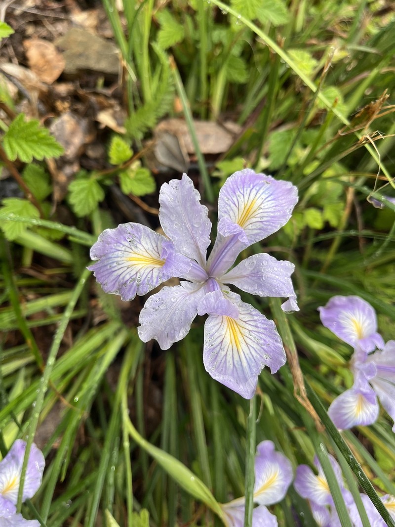 Thompson's Iris photo 7