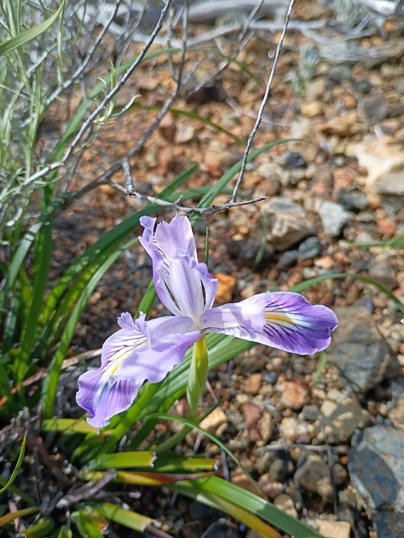 Thompson's Iris photo 8