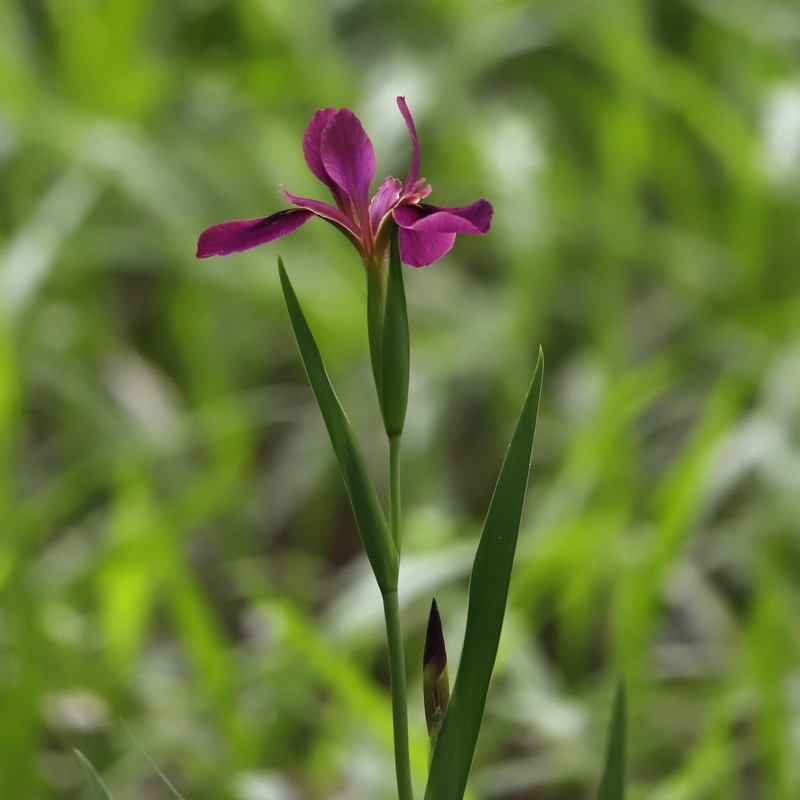 Winecolor Iris