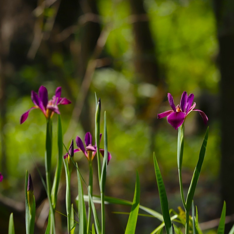 Winecolor Iris photo 2