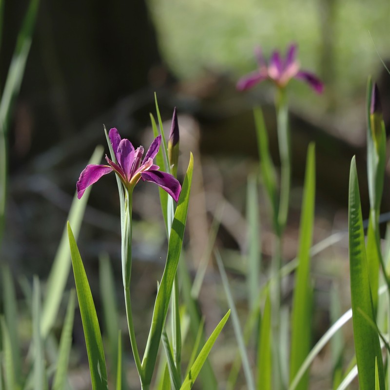 Winecolor Iris photo 3