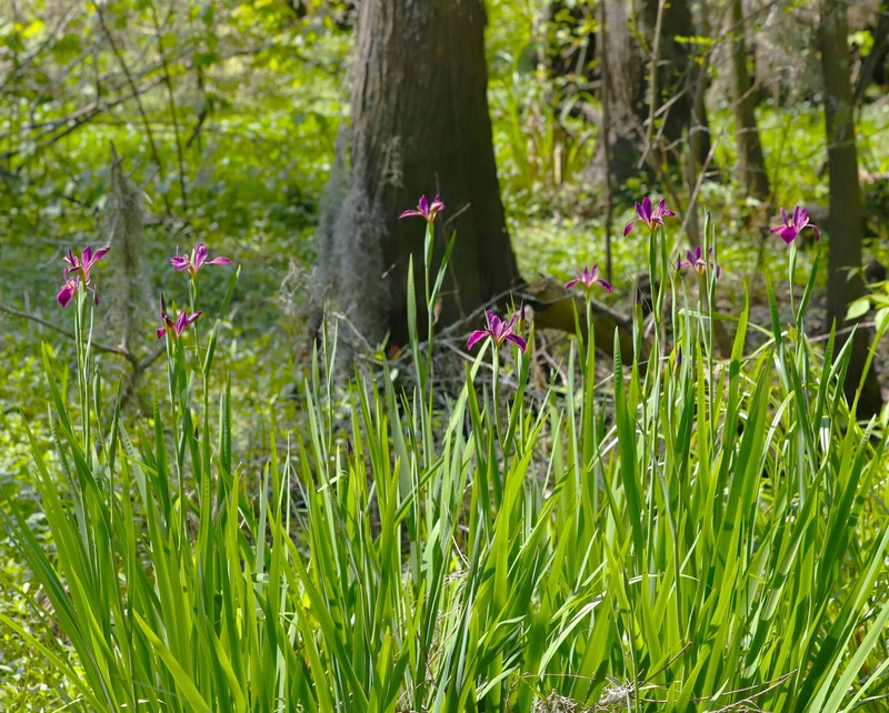 Winecolor Iris photo 4