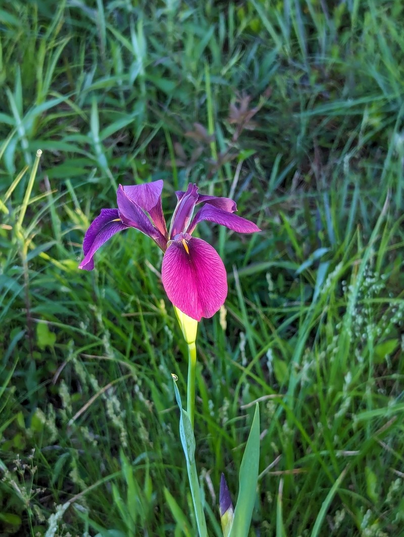 Winecolor Iris photo 5