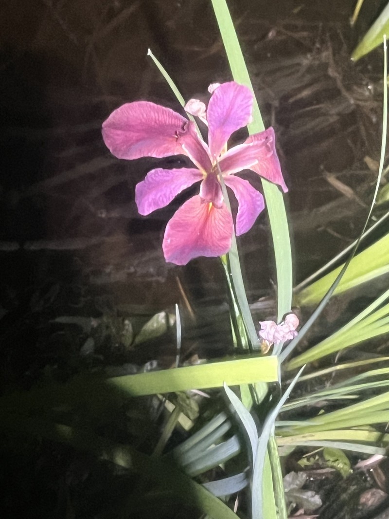 Winecolor Iris photo 6
