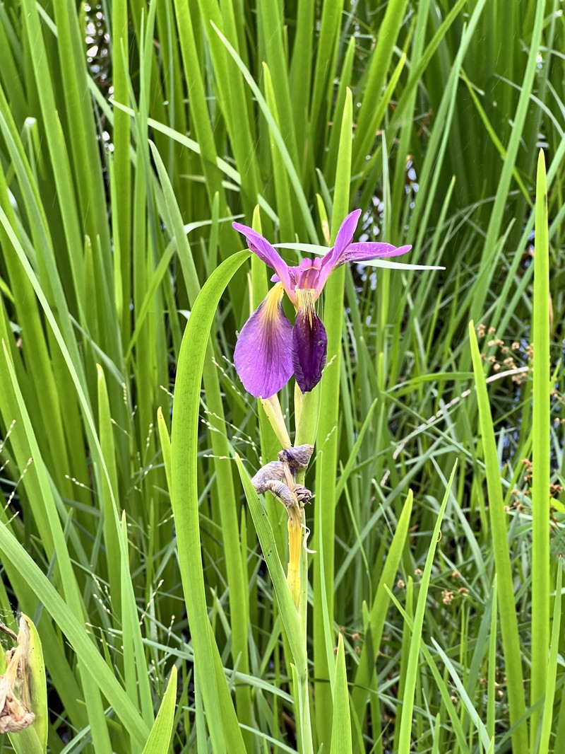 Winecolor Iris photo 7
