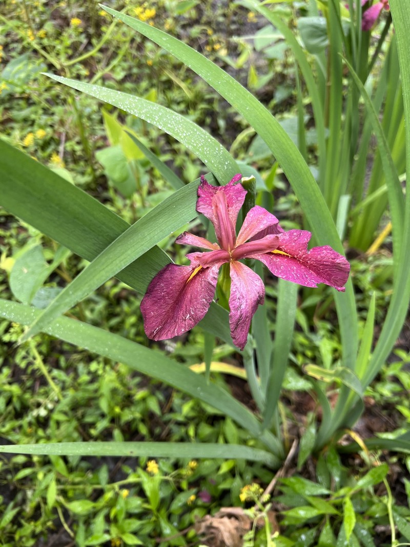 Winecolor Iris photo 8