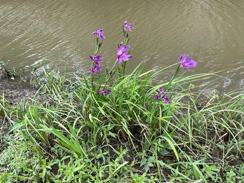 Iris × violipurpurea
