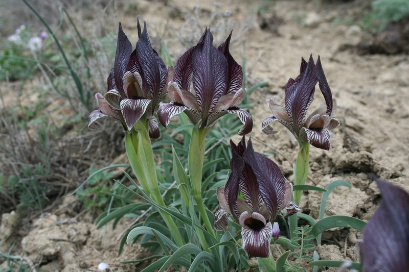 Iris acutiloba photo 2