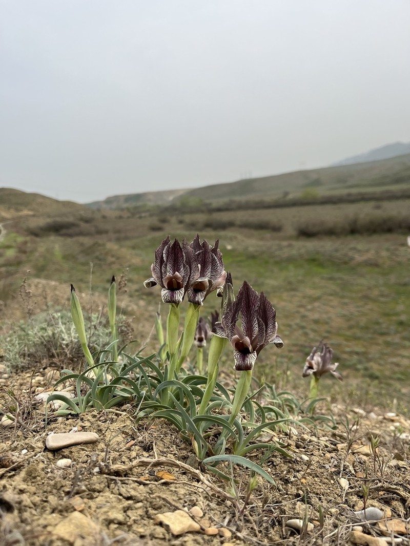 Iris acutiloba photo 3