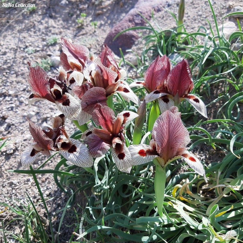 Iris acutiloba photo 4