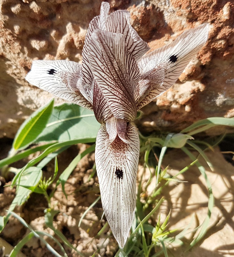 Iris acutiloba photo 5