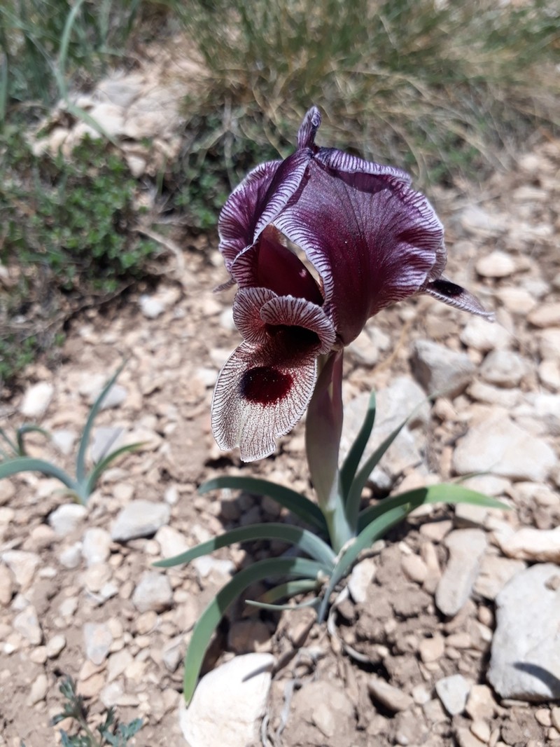Iris acutiloba photo 6