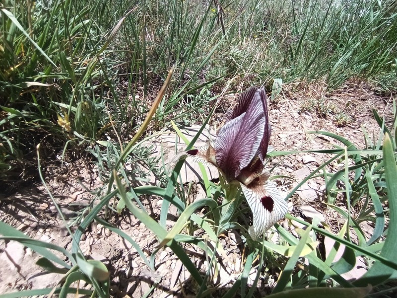 Iris acutiloba photo 7