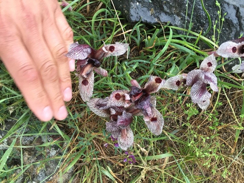 Iris acutiloba photo 8