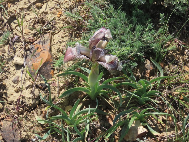 Iris acutiloba subsp. acutiloba