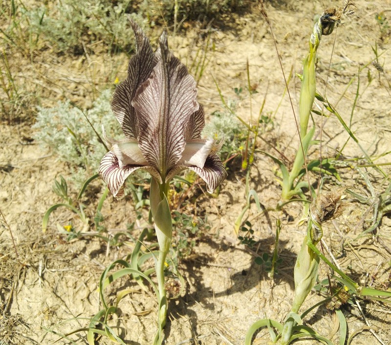 Iris acutiloba subsp. acutiloba photo 2