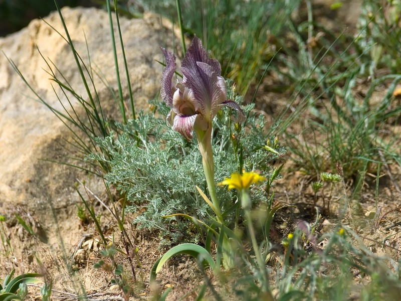 Iris acutiloba subsp. acutiloba photo 3