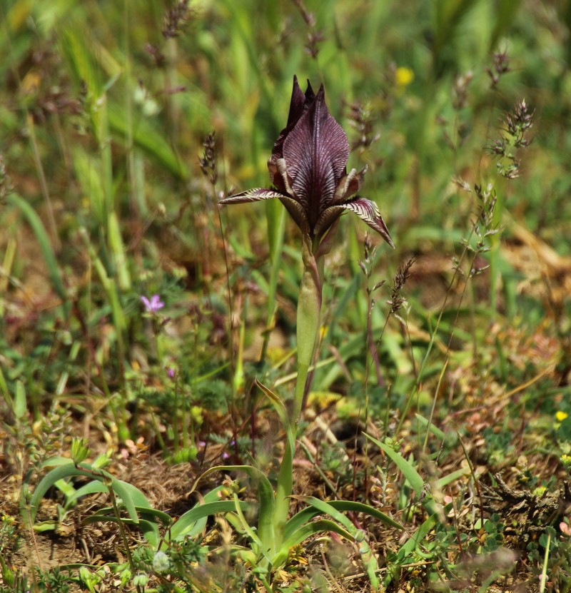 Iris acutiloba subsp. acutiloba photo 4