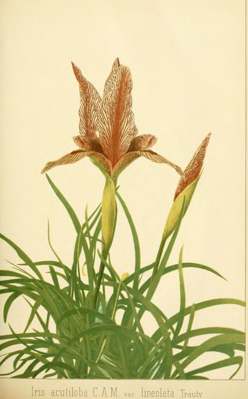 Iris acutiloba subsp. lineolata