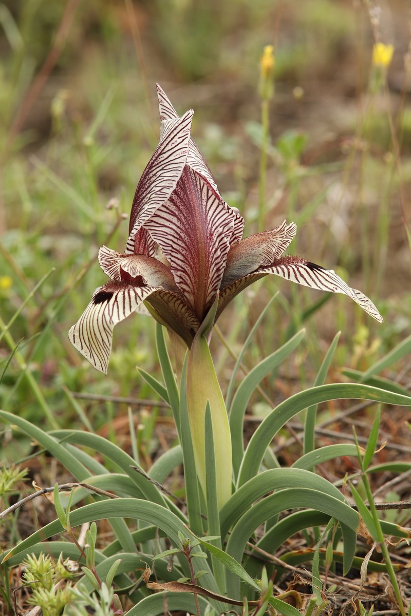 Iris acutiloba subsp. lineolata photo 2