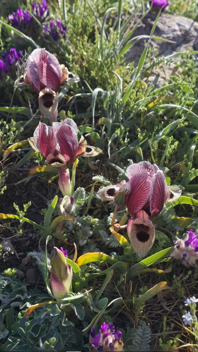 Iris acutiloba subsp. lineolata photo 3