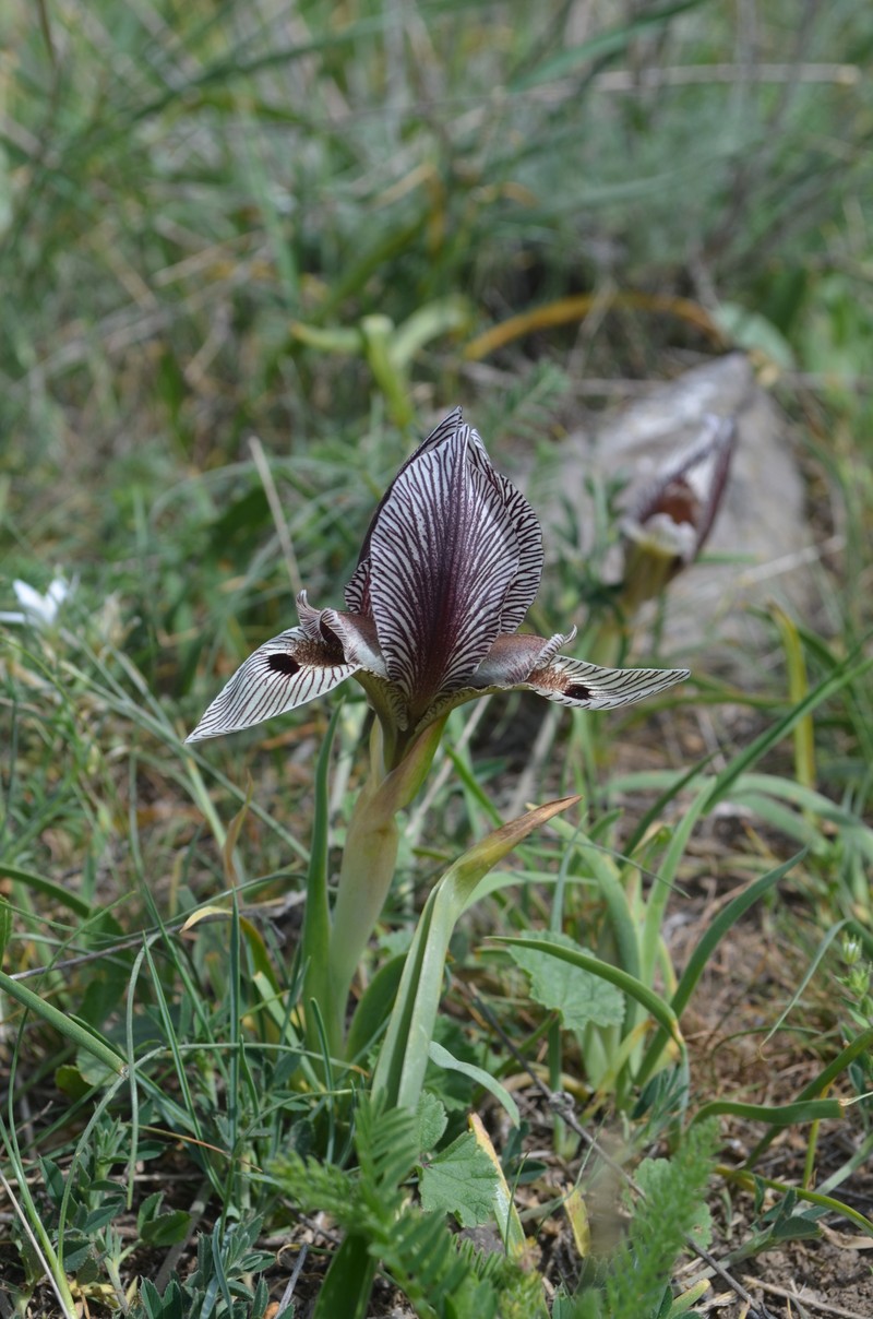 Iris acutiloba subsp. lineolata photo 4