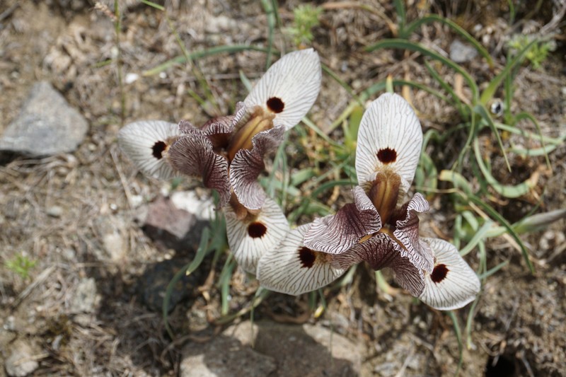 Iris acutiloba subsp. lineolata photo 5