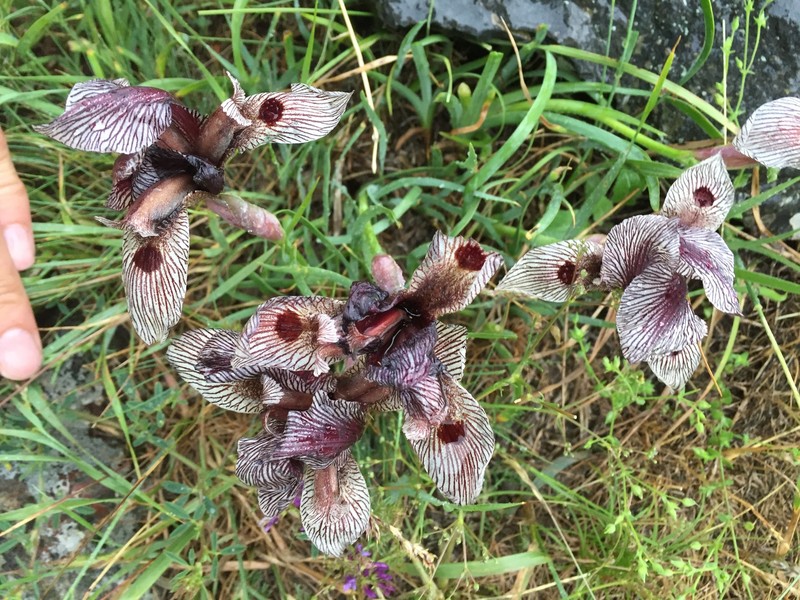 Iris acutiloba subsp. lineolata photo 6