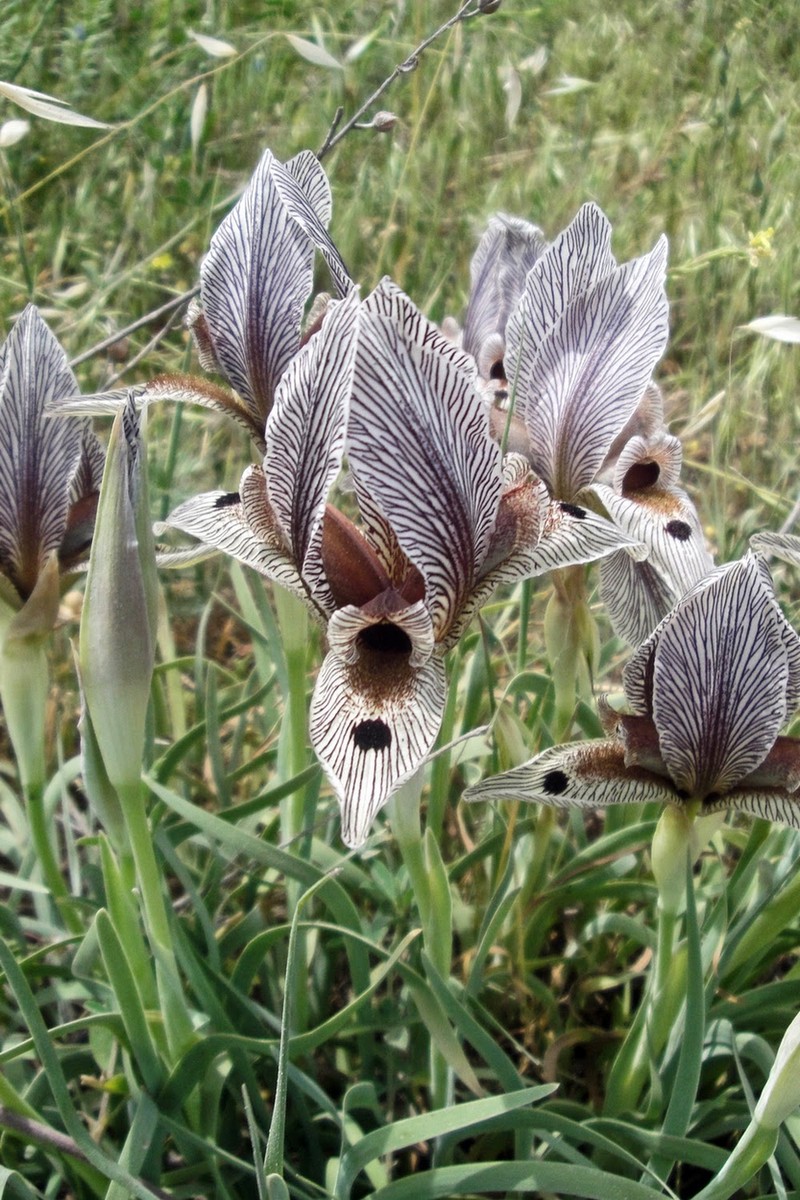 Iris acutiloba subsp. lineolata photo 7