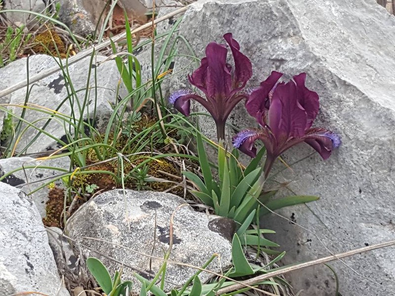 Iris adriatica