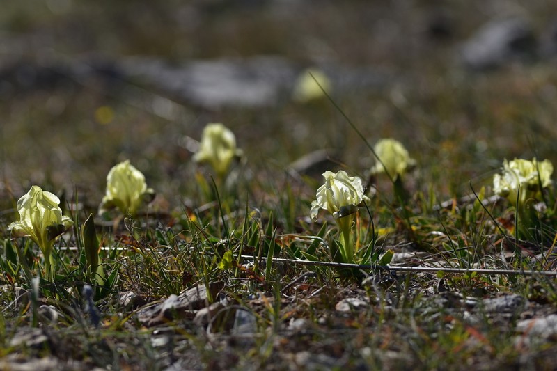 Iris adriatica photo 2