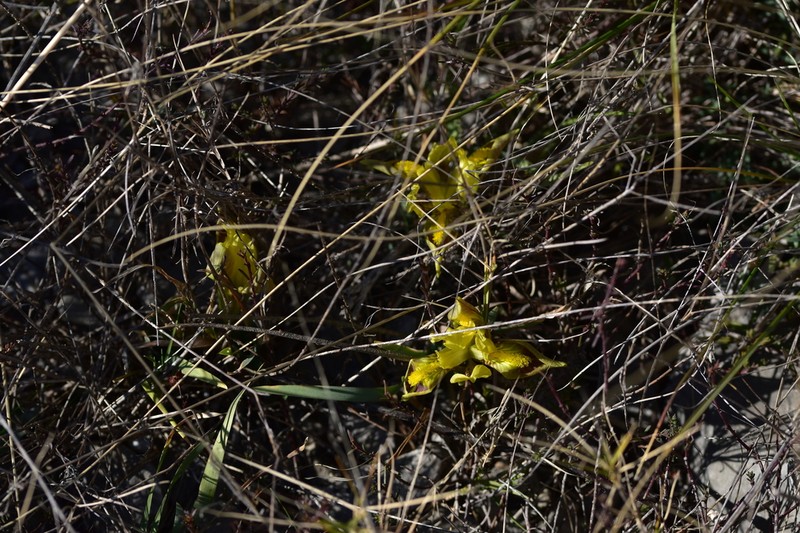 Iris adriatica photo 3