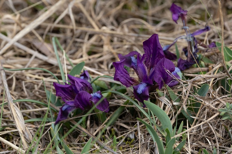Iris adriatica photo 5