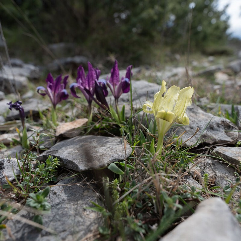 Iris adriatica photo 6