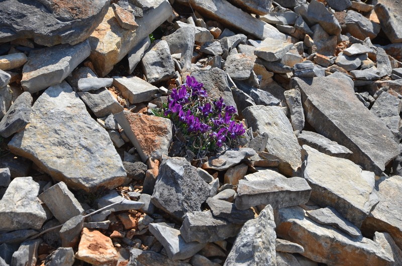Iris adriatica photo 7