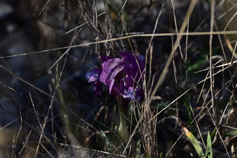 Iris adriatica photo 8