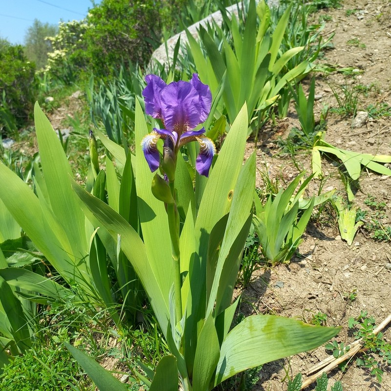 Iris alberti photo 2